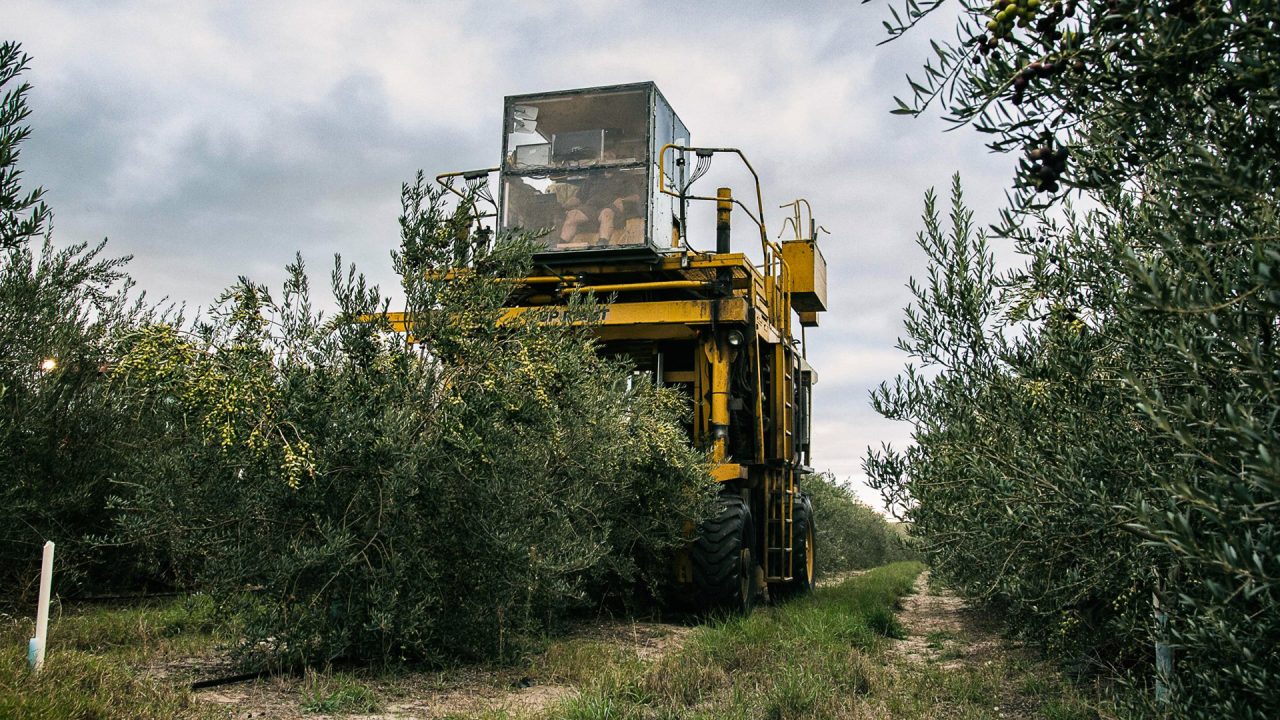 Long Ridge Oil Production | Longridge Olives